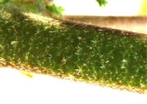  Stem-Stellate pubescent